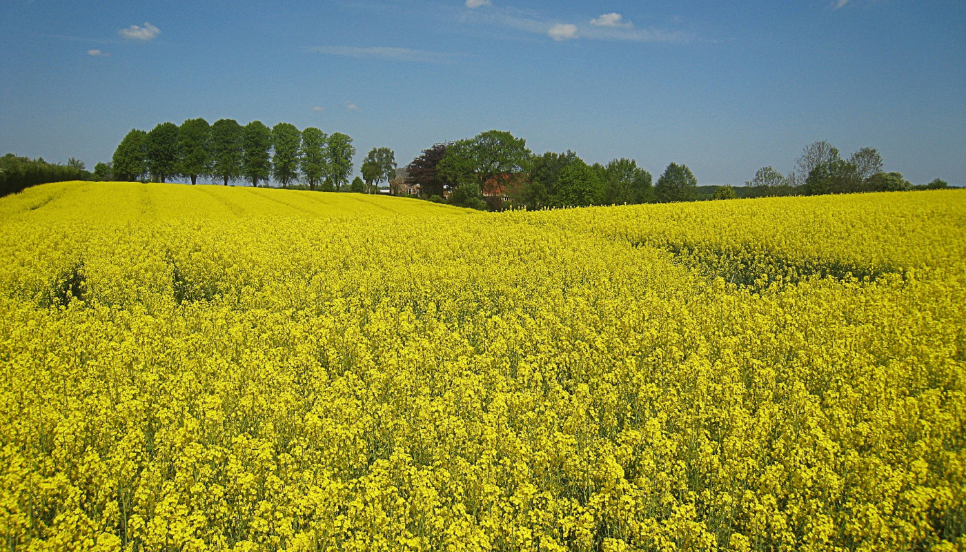 oilseed rape g142a4830b 1920