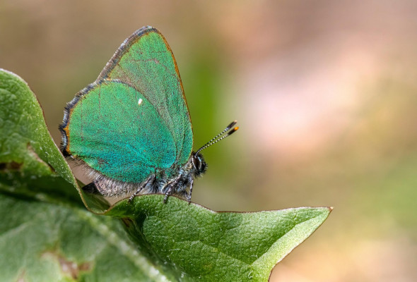 erik karits butterfly 8268292 1280