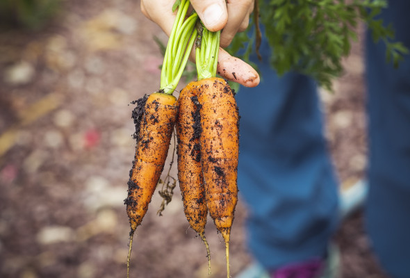 carrots g4dad16d17 1920